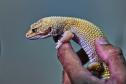 Foto de lagarto resgatado