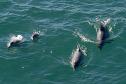 Foto aérea de golfinhos no mar
