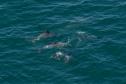 Foto aérea de golfinhos no mar