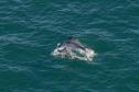 Foto aérea de golfinhos no mar