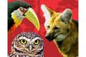 Foto da capa do livro vermelho da fauna do Paraná