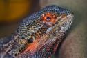 Foto de lagarto resgatado