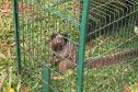 Foto de sagui resgatado