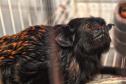 Foto de macaco resgatado