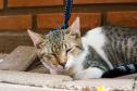 Fotos de gatos tratados pelo Castrapet
