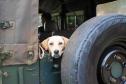 Fotos de animais em ação do Castrapet