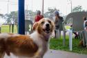Fotos de animais em ação do Castrapet
