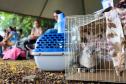 Fotos de animais em ação do Castrapet