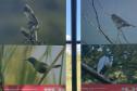 Foto de exposição de fauna ameaçada