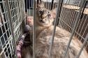 Fotos de gatos tratados pelo Castrapet