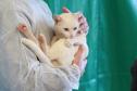 Fotos de gatos tratados pelo Castrapet