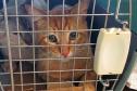 Fotos de gatos tratados pelo Castrapet