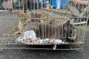 Fotos de gatos tratados pelo Castrapet