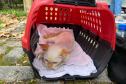 Fotos de gatos tratados pelo Castrapet
