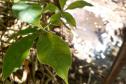 Fotos de mudas cultivadas pelo IAT