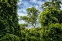 Foto de paisagem da Mata Atlântica do Paraná