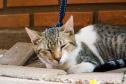 CastraPet retorna à Ilha do Mel com mutirão extra de castração para cães e gatos