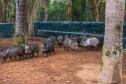 Parceria entre IAT e criadouro repovoou Parque das Lauráceas com mais de 500 animais