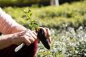 Foto de mudas plantadas pelo IAT