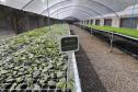 200 mil mudas por ano: Estado inaugura novas instalações do viveiro florestal de Ibiporã