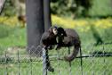 Foto dos macacos em recinto do Zoológico de Curitiba