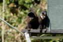 Foto dos macacos em recinto do Zoológico de Curitiba