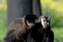 Foto dos macacos em recinto do Zoológico de Curitiba