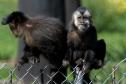 Foto dos macacos em recinto do Zoológico de Curitiba