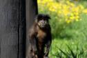 Foto dos macacos em recinto do Zoológico de Curitiba