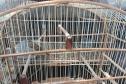 IAT resgata seis aves silvestres de criadouro irregular em Umuarama