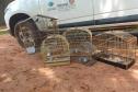 IAT resgata seis aves silvestres de criadouro irregular em Umuarama