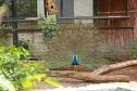 Foto do zoológico de Cascavel