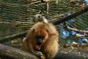Foto do zoológico de Cascavel
