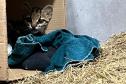 Foto de Gato-maracajá resgatado