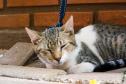 Foto de gato dormindo