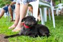 Foto de cachorro em parque