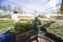 Foto de cultivo de mudas no IAT