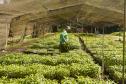 Foto de cultivo de mudas no IAT