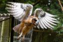 Foto de atendimento à fauna
