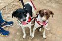 Foto de animais atendidos pelo CastraPet Paraná