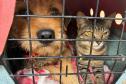 Foto de animais atendidos pelo CastraPet Paraná