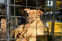 Foto de animais atendidos pelo CastraPet Paraná