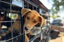 Foto de animais atendidos pelo CastraPet Paraná