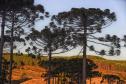 Foto de Araucárias
