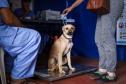 Foto de cachorros em ações do Castrapet