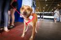 Foto de cachorros em ações do Castrapet
