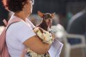 Foto de cachorros em ações do Castrapet