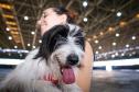 Foto de cachorros em ações do Castrapet