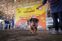 Foto de cachorros em ações do Castrapet