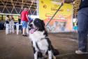 Foto de cachorros atendidos pelo CastraPet Paraná